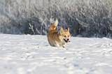 CORGI PEMBROKE 944